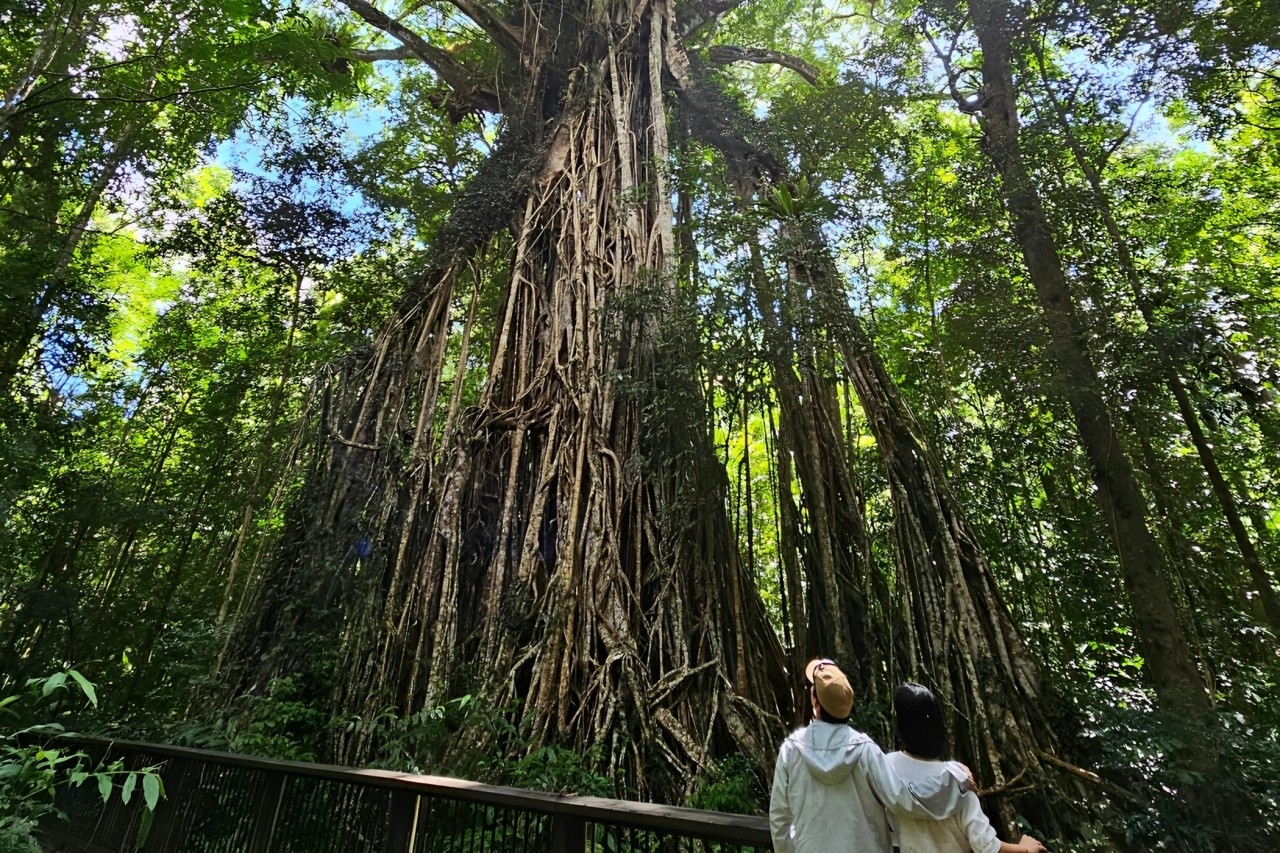 凱恩斯澳洲野生動物探險（中文導覽）