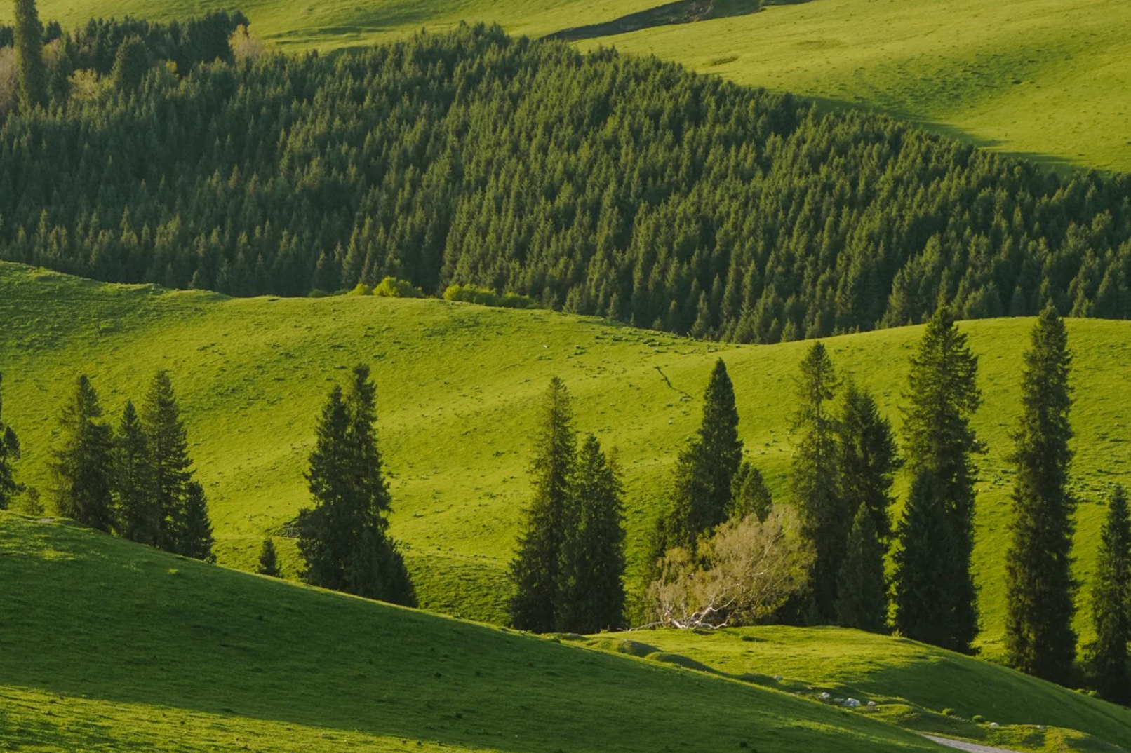 Xinjiang Early Spring Yili Apricot Charm Yichun 7-Day Tour (Photography Leader Accompanied Throughout + Daxigou + Tuergen Apricot Blossoms)