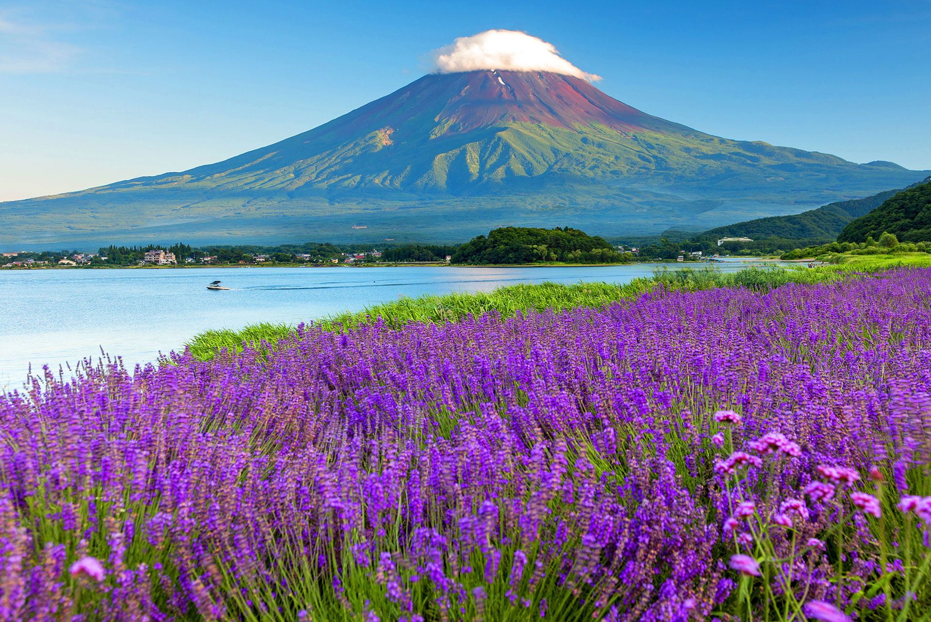 初夏的大石公園薰衣草盛開，浪漫邂逅富士山~