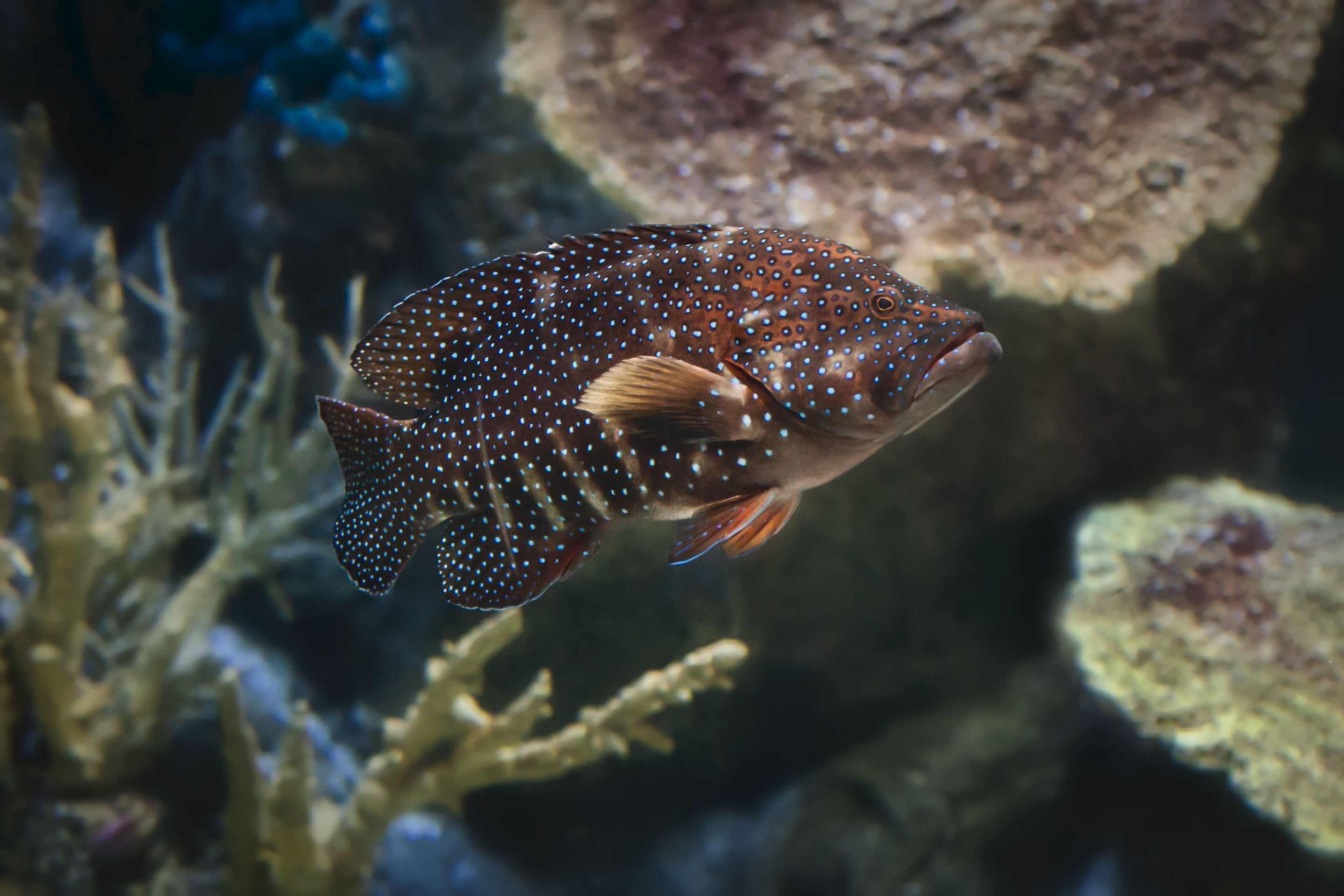 加州太平洋水族館門票