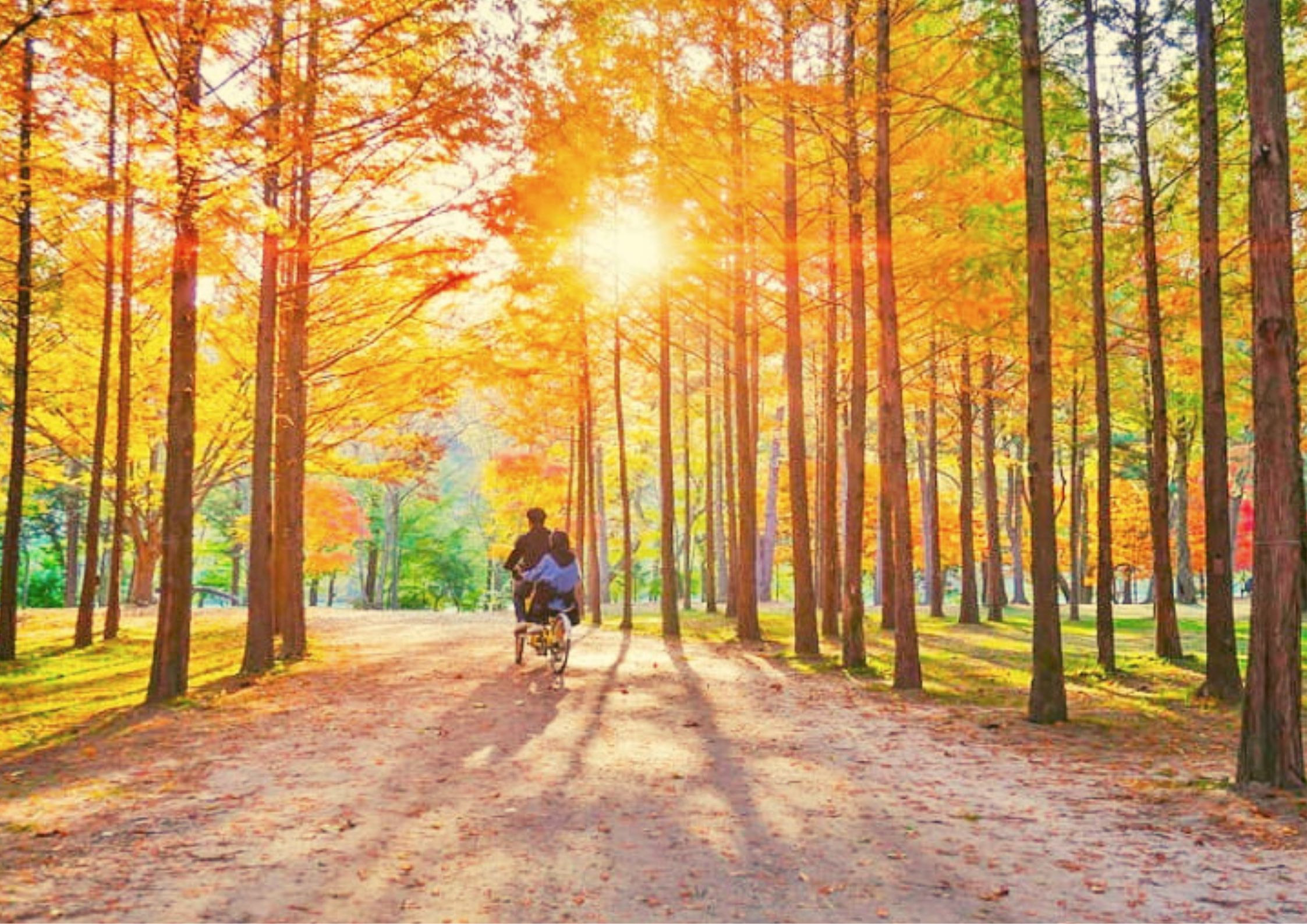 全年季節美景，色彩繽紛春季花卉、生機勃勃的夏季綠植、秋天火紅楓葉和白雪皚皚冬季仙境