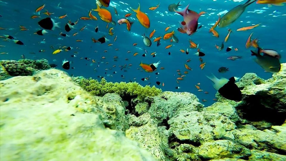從埃爾古納出發：奧蘭治島浮潛之旅 & 風帆傘運動