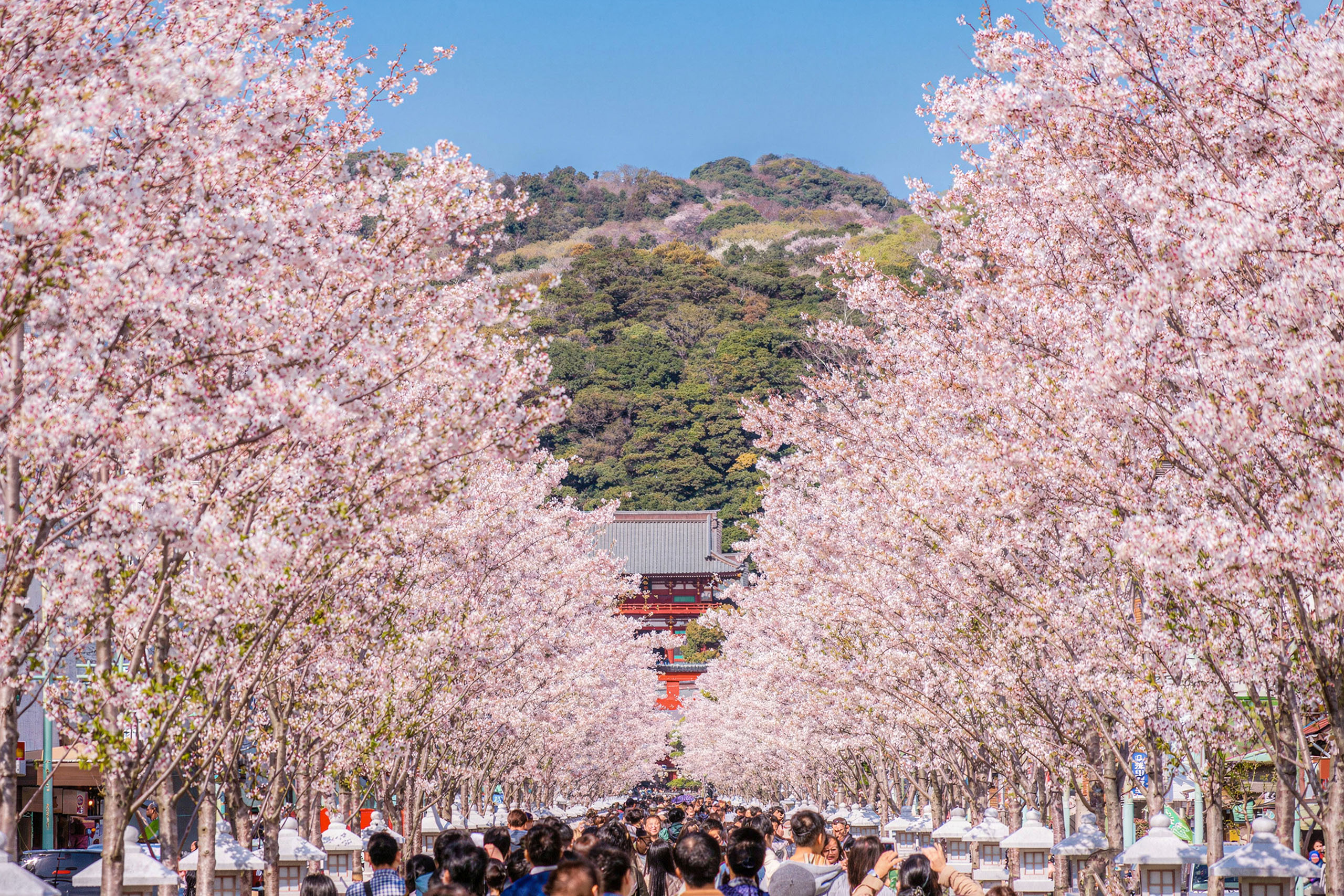 🌸 3 月下旬至 4 月上旬,段葛「櫻花大道」是欣賞鎌倉最美櫻花景色的最佳地點之一。 🌸 3 月下旬至 4 月上旬,段葛「櫻花大道」是欣賞鎌倉最美櫻花景色的最佳地點之一。