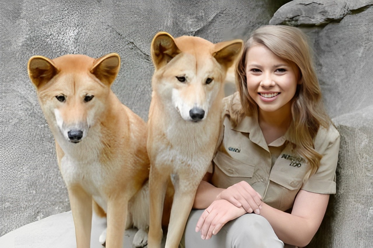 Come and see the Dingos at Australia Zoo, encounters can be booked with them