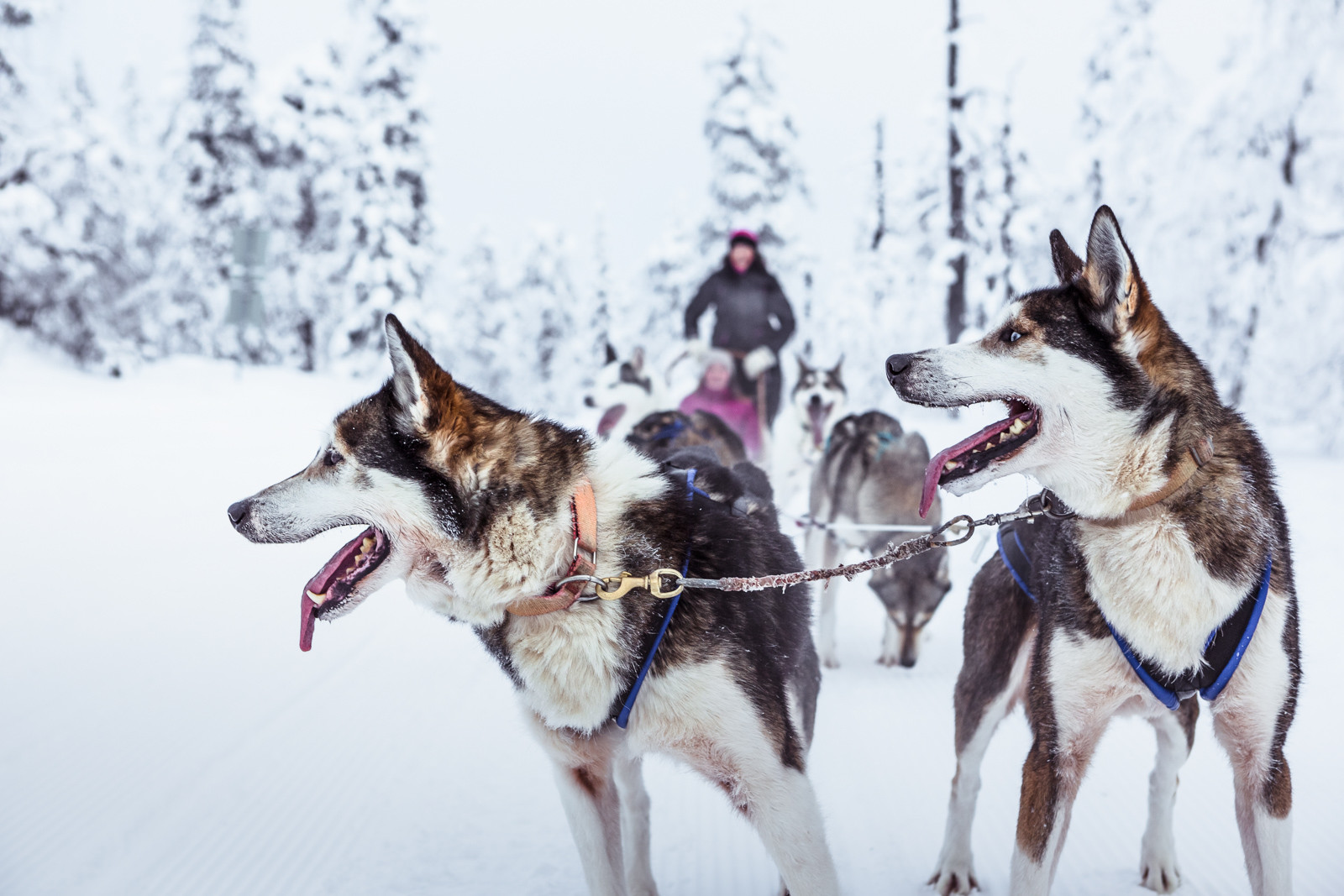 7 Km Huskies Sled Adventure in Rovaniemi
