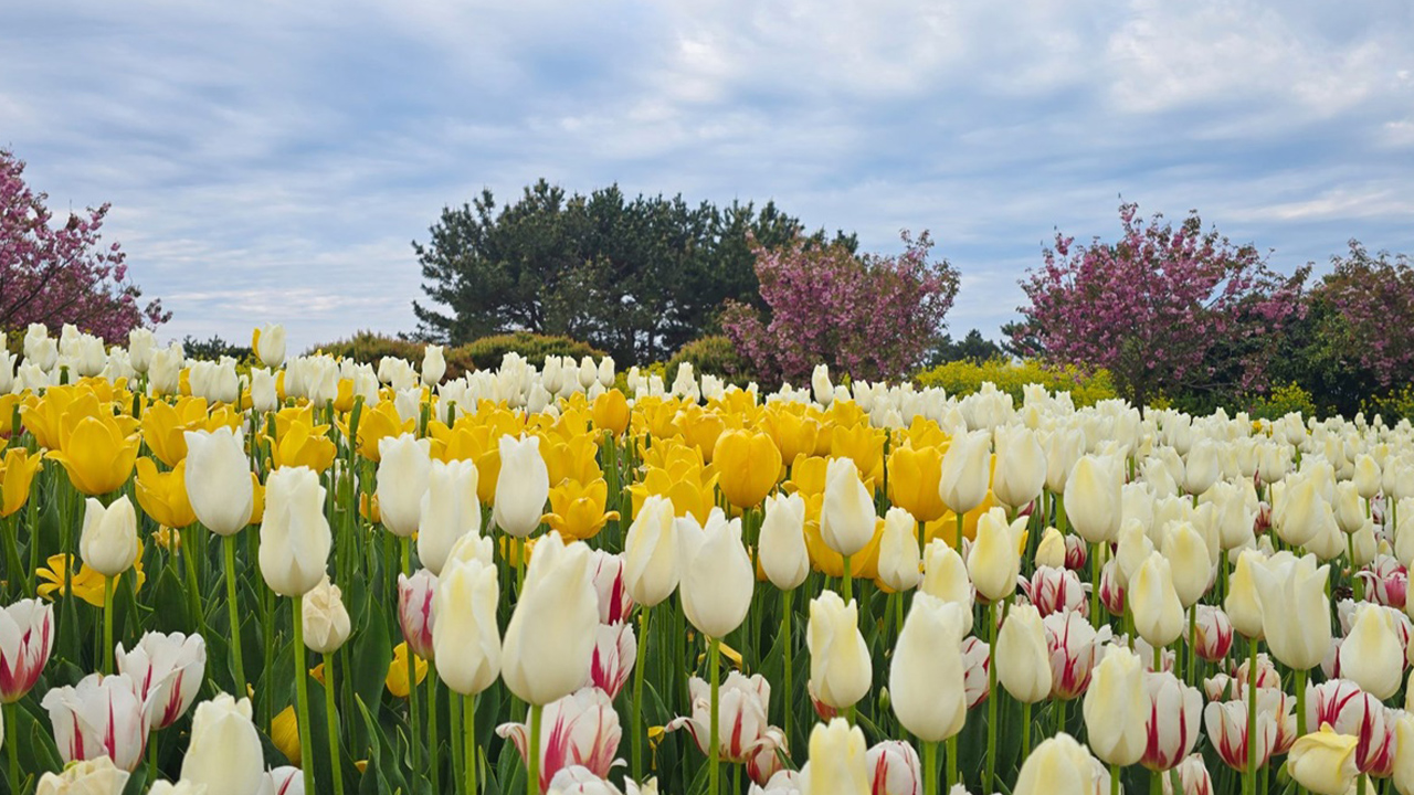 當花海在您眼前展開時，整個世界都變得更柔和、更明亮。