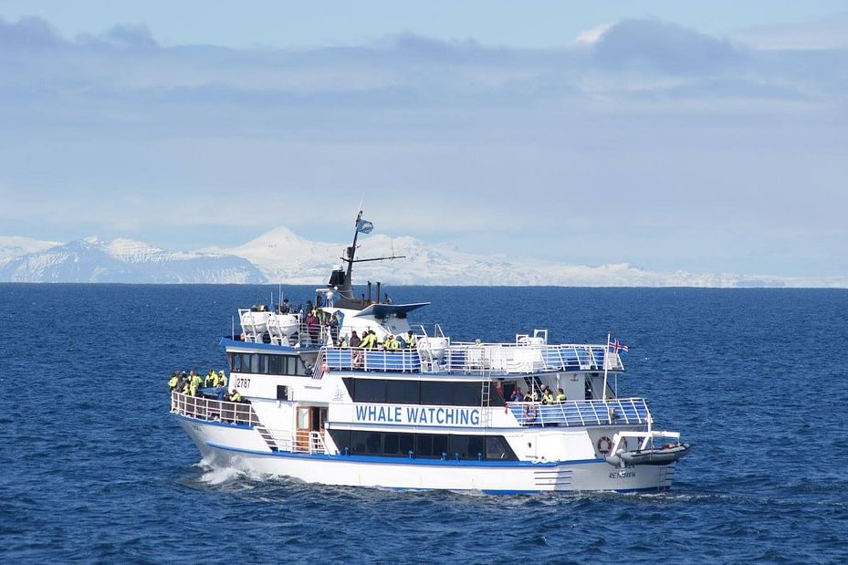 Whale Watching Experience from Reykjavik