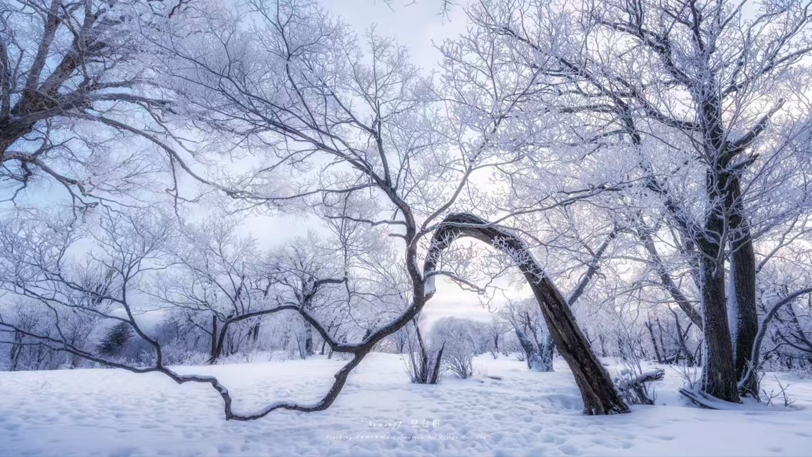曲枝霧凇:老樹枝幹彎成自然的弧,霧凇裹滿枝椏,雪地裡的虯曲線條,是冷冬裡的蒼勁詩意 曲枝霧凇:老樹枝幹彎成自然的弧,霧凇裹滿枝椏,雪地裡的虯曲線條,是冷冬裡的蒼勁詩意