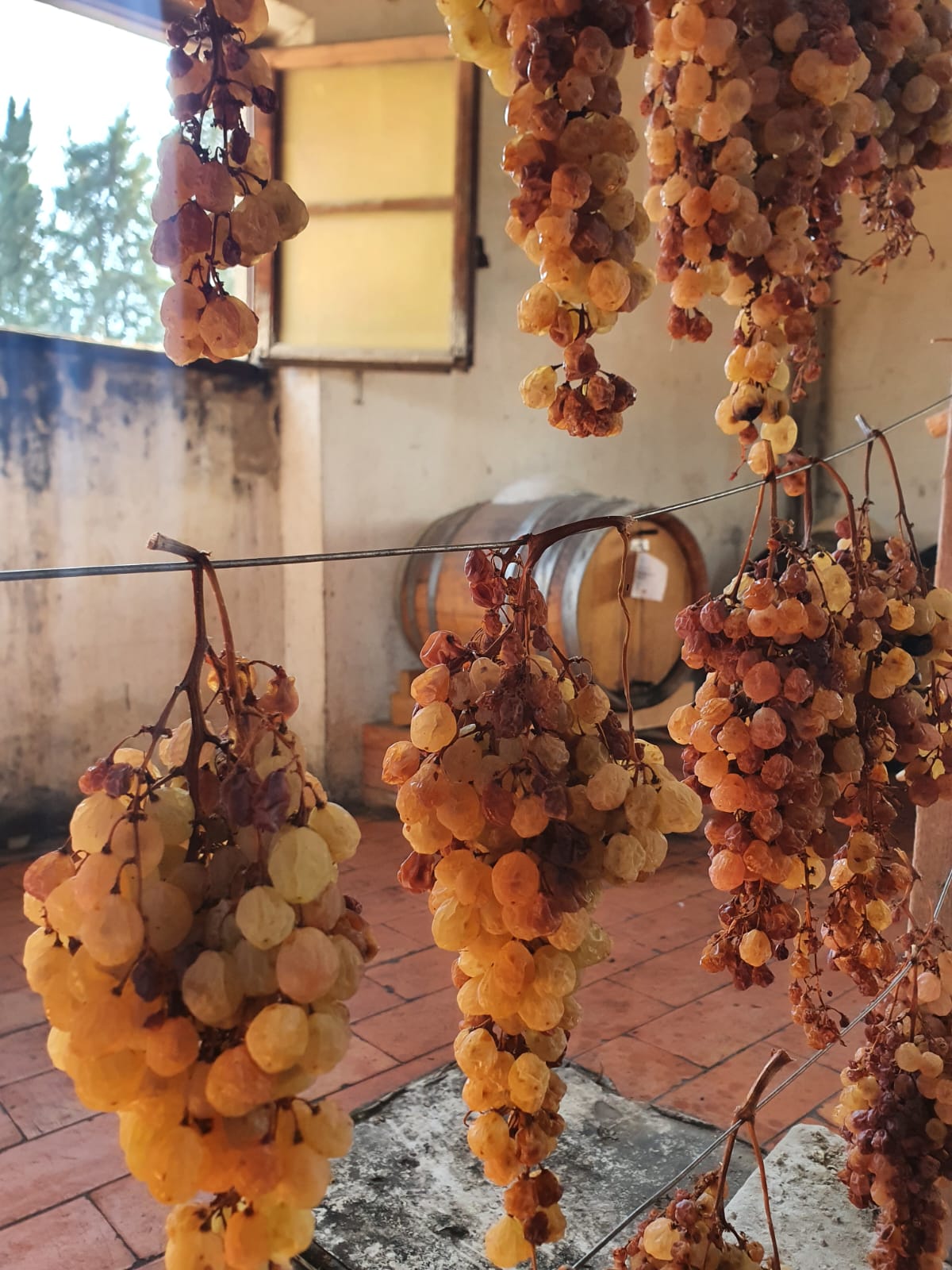 Tuscan Bites & Sips: Discover Tuscany Through Wine