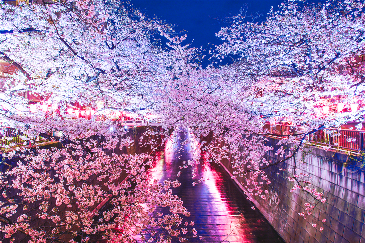 櫻花季限定｜花香櫻韻東京賞櫻名所一日遊