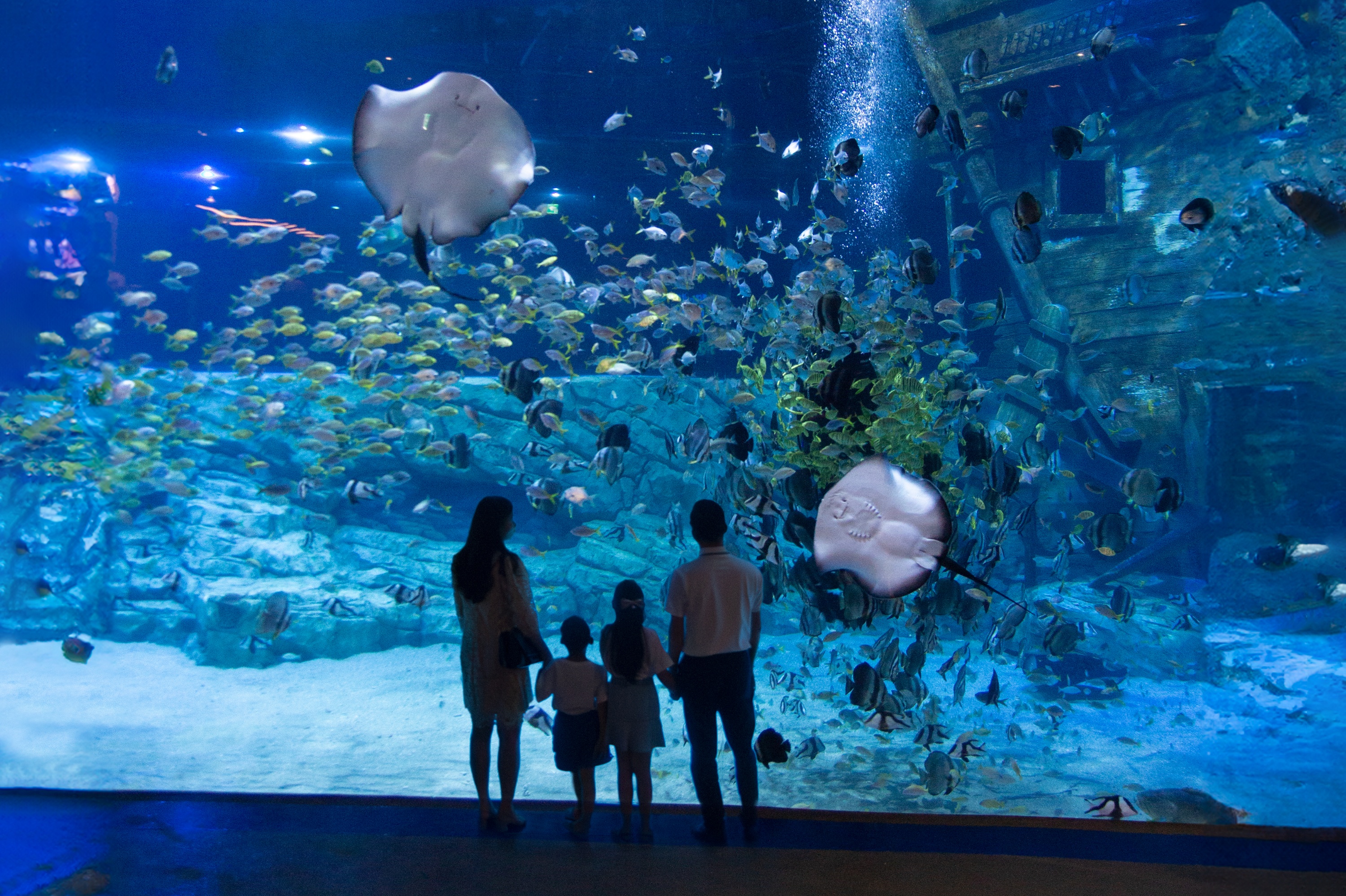 河內樂天世界水族館門票