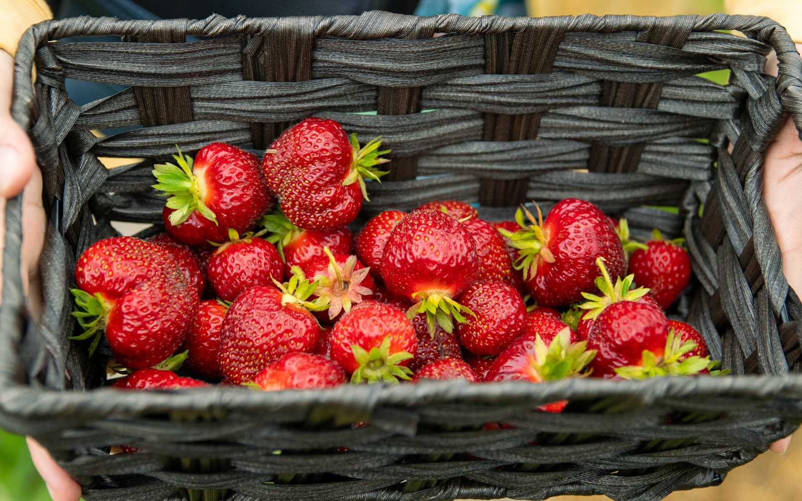 One-day strawberry picking tour in Saga, Kyushu | Arita Ceramic Park & Takeo Onsen & Yūtoku Inari Shrine & Oouo Shrine one-day tour (departing from Fukuoka)