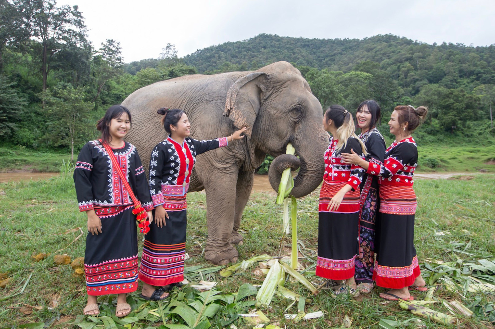 Visitors feeding elephants at Chokchai Elephant Camp in Chiang Mai, Thailand while learning about ethical elephant care.