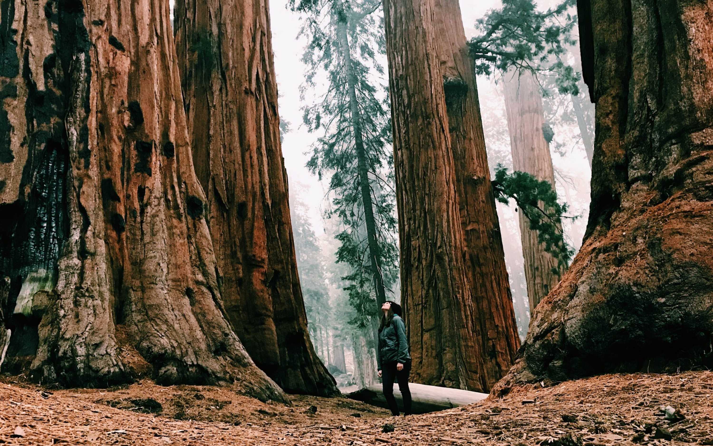 深入森林健行,親身感受高聳的巨型紅杉樹 深入森林健行,親身感受高聳的巨型紅杉樹