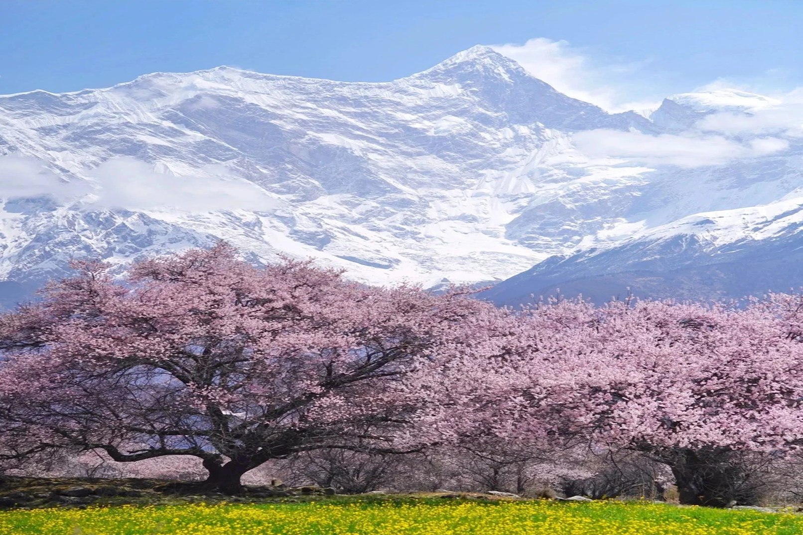 8-day luxury trip to Nyingchi, Tibet (Nanga Bawa Sunshine Golden Mountain &amp; Pingcuo Kangsang Snow Peach Blossom Resort + five-star St. Regis &amp; Aruo Khampa + Gala Peach Blossom Village + Gangyun Spruce Forest + private guide to explain the Potala Palace &amp; 