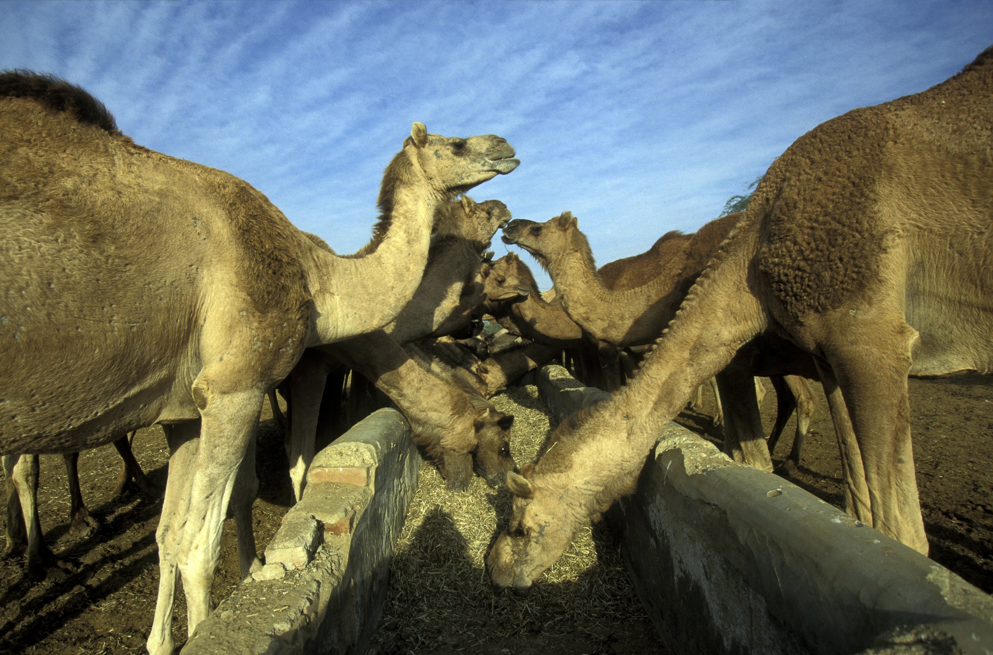 Camel center in Bikaner.