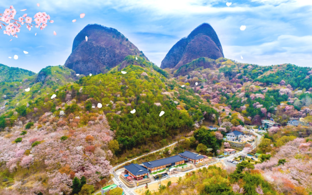Jeonju Maisan Mountain Cherry Blossom Day Tour