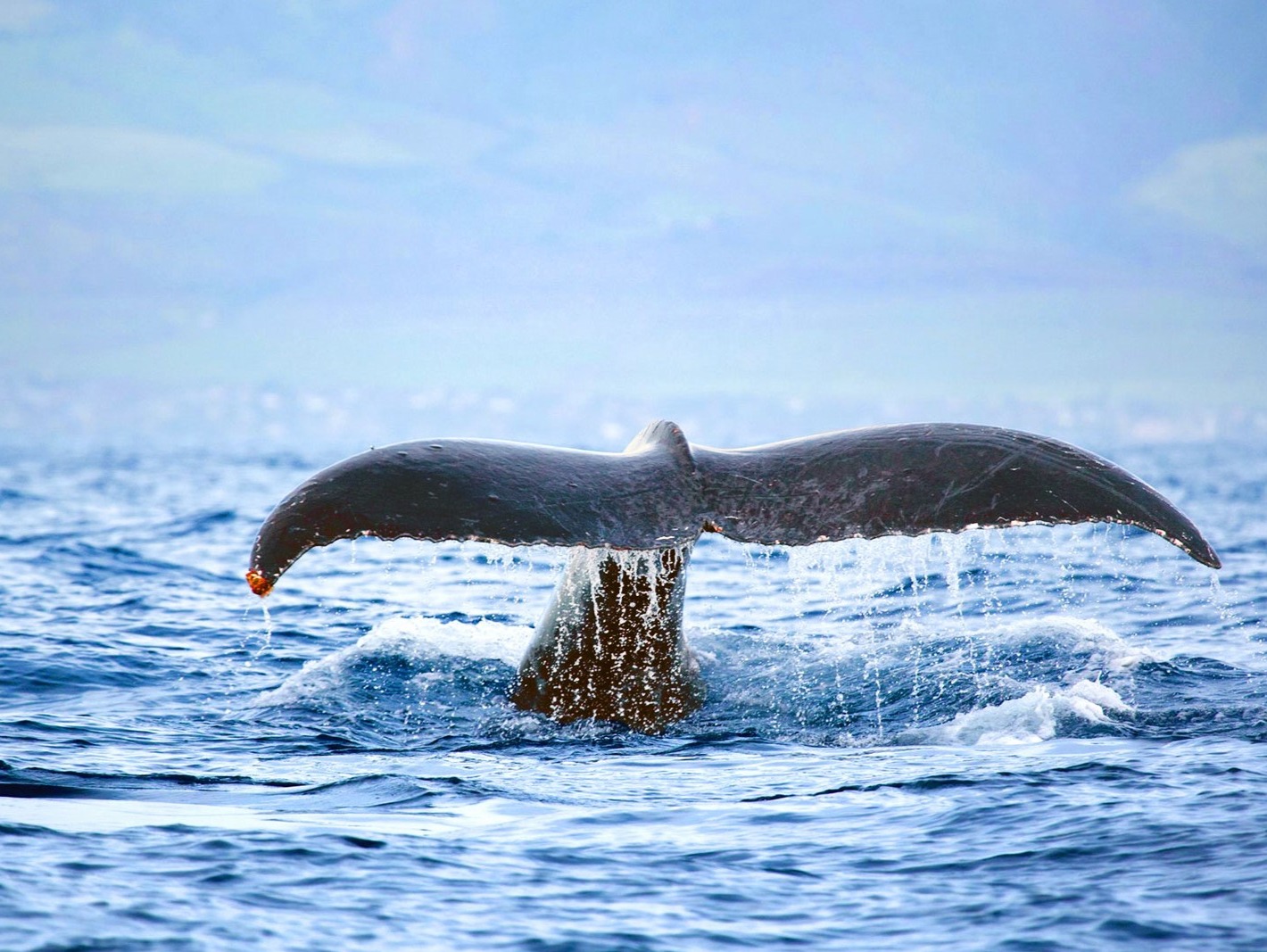 West Oahu Dolphin Watch and Snorkel Sail
