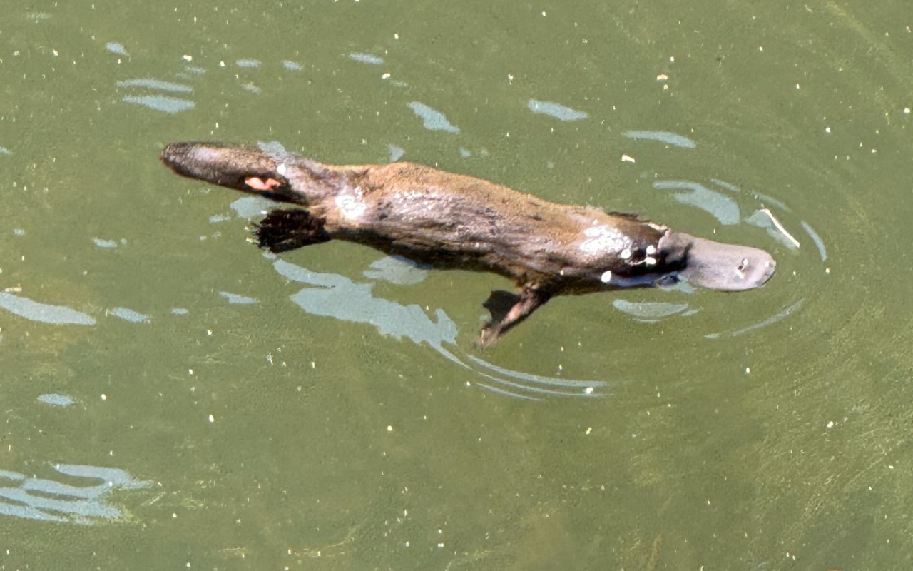 Eungella National Park Half-Day Platypus Encounter Tour from Airlie Beach