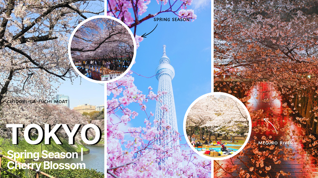 東京市區私人定製一日遊（含英語司機）