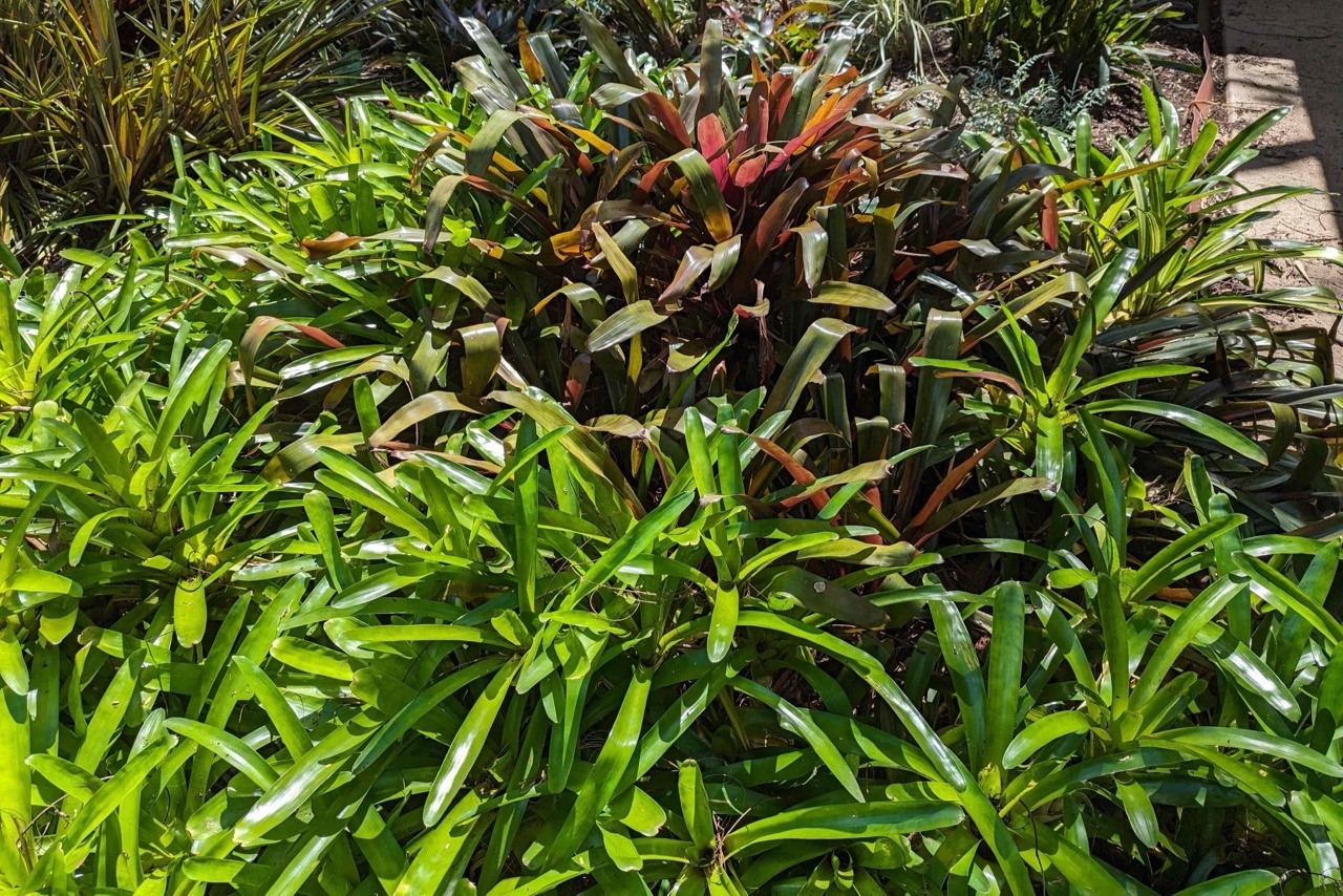 5 小時熱帶花園與觀光旅遊