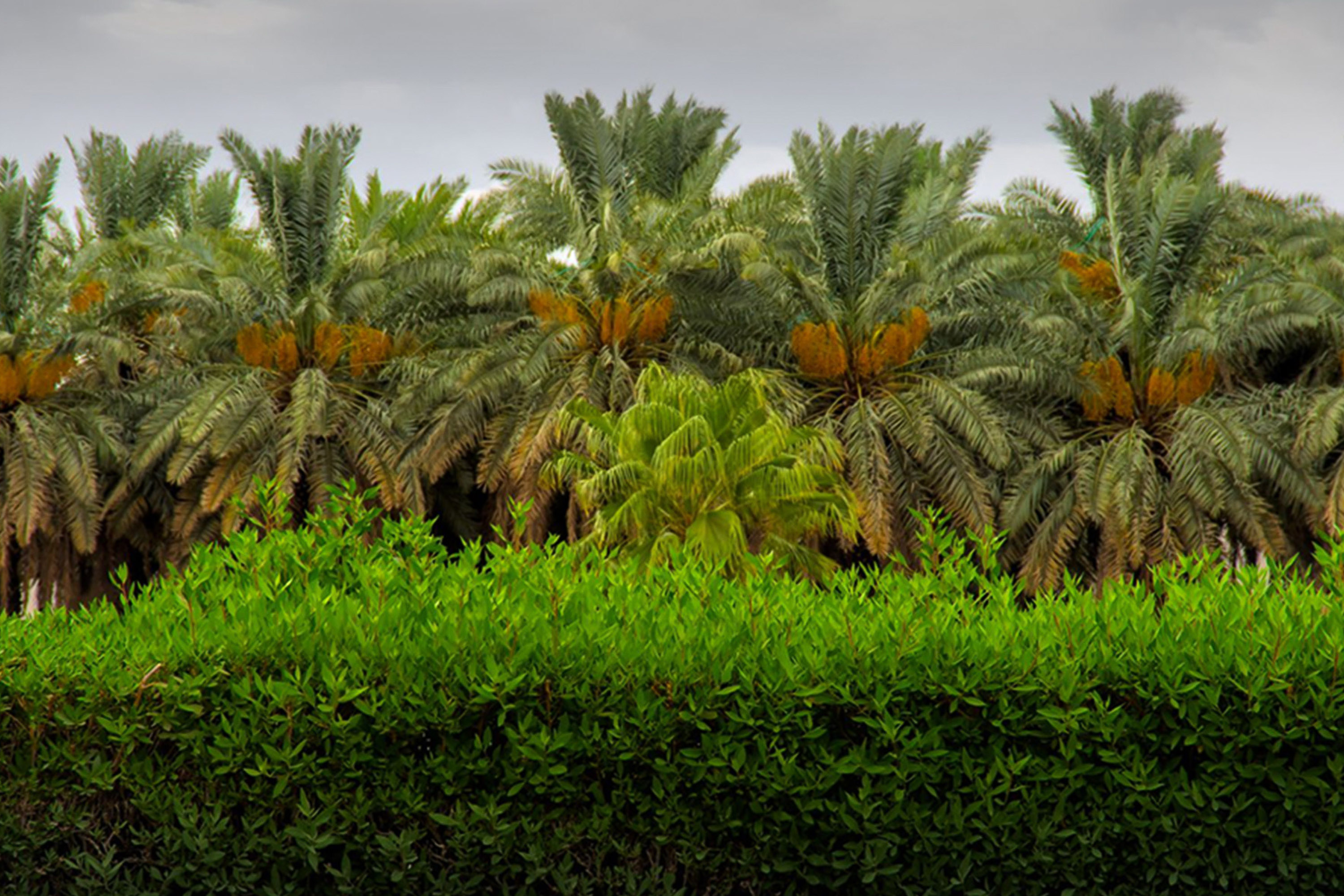 Explore the Kingdom's spiritual heartland, Madina