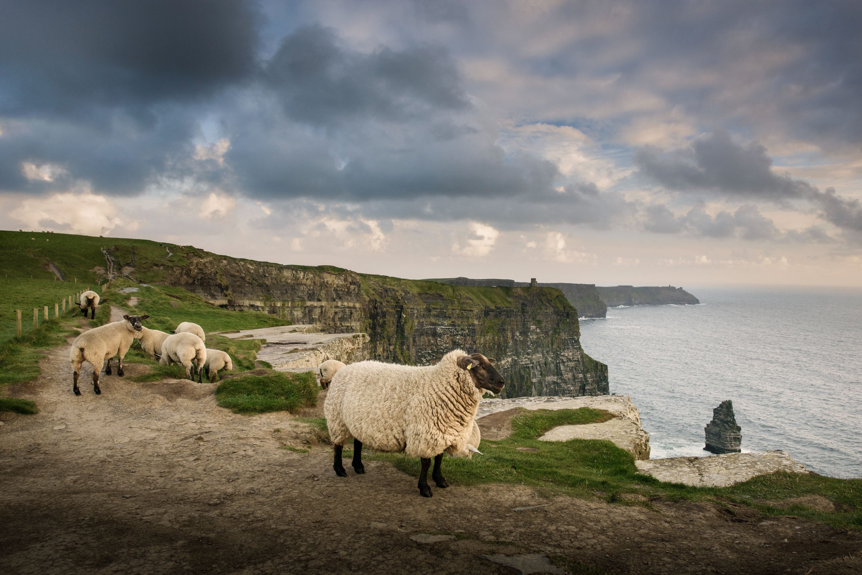 Cliffs of Moher Tour from Limerick