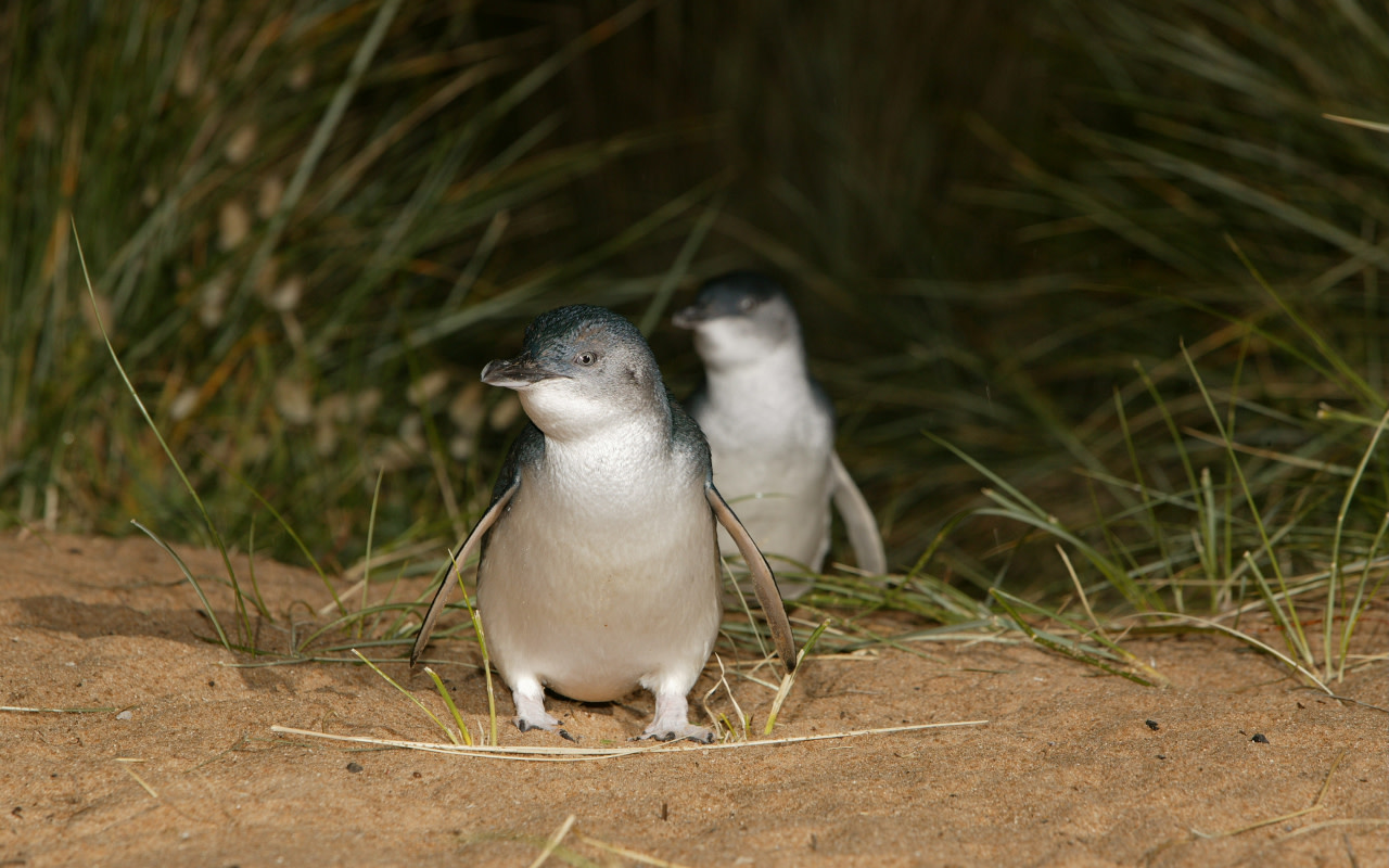 在經典的日落遊行中,小企鵝們從海中現身。 在經典的日落遊行中,小企鵝們從海中現身。