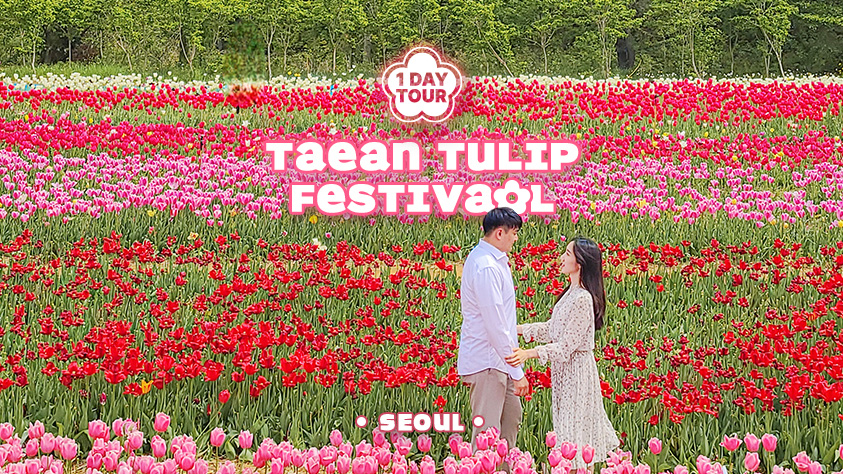 Taean Flower Festivals Trip with Strawberry Picking Experience from Seoul