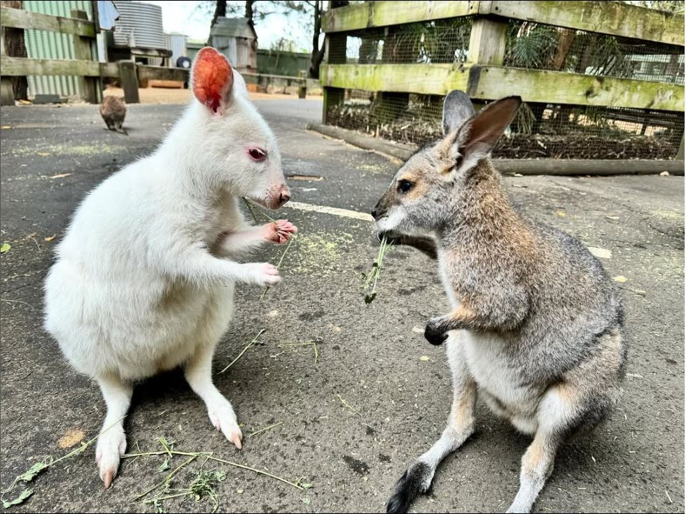 Australian Wildlife, Blue Mountains & Scenic World Private Tour