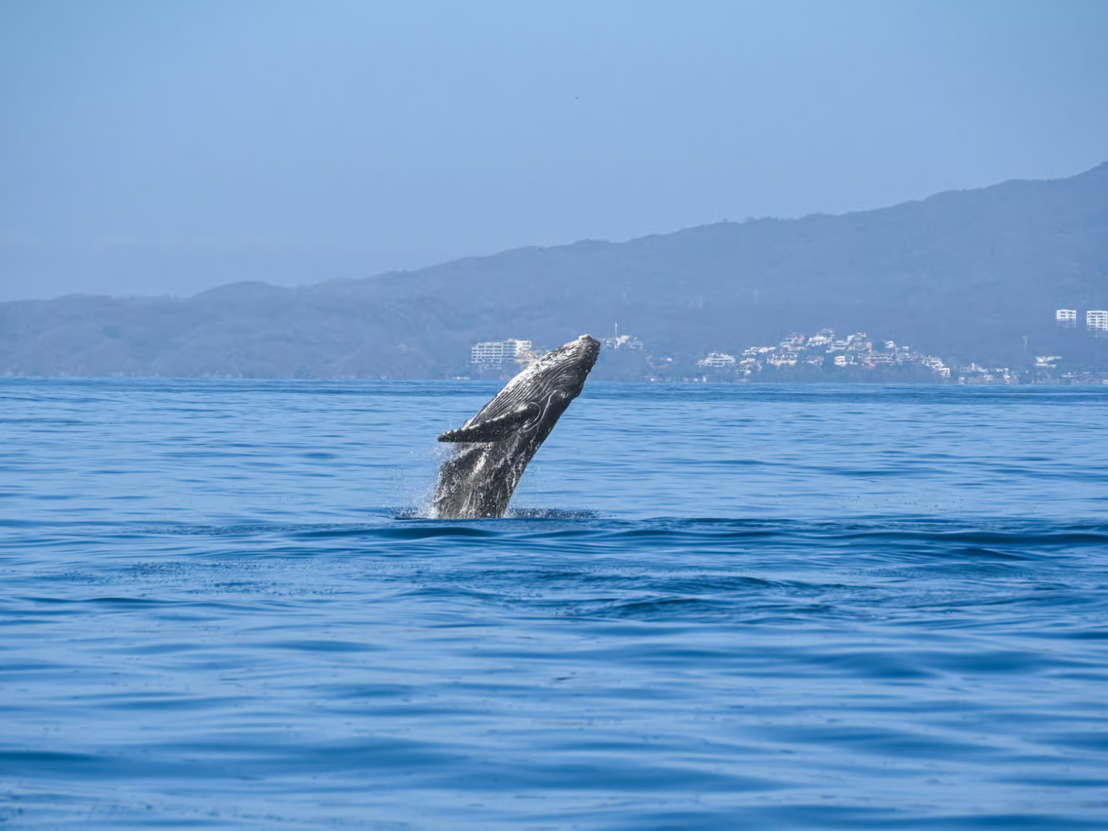 Banderas Bay Half-day Whale Watching & Private Tour