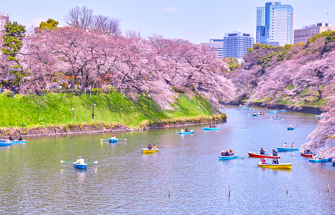 櫻花季限定｜花香櫻韻東京賞櫻名所一日遊