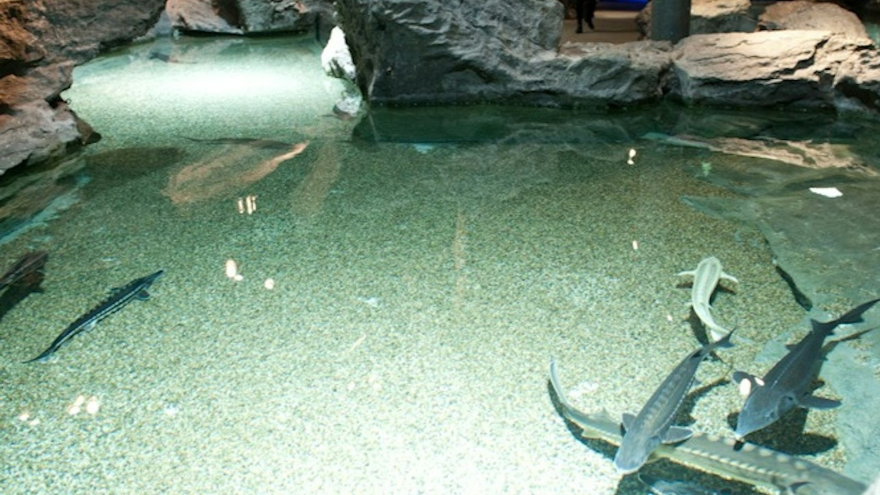 熱那亞水族館和冰淇淋體驗門票 