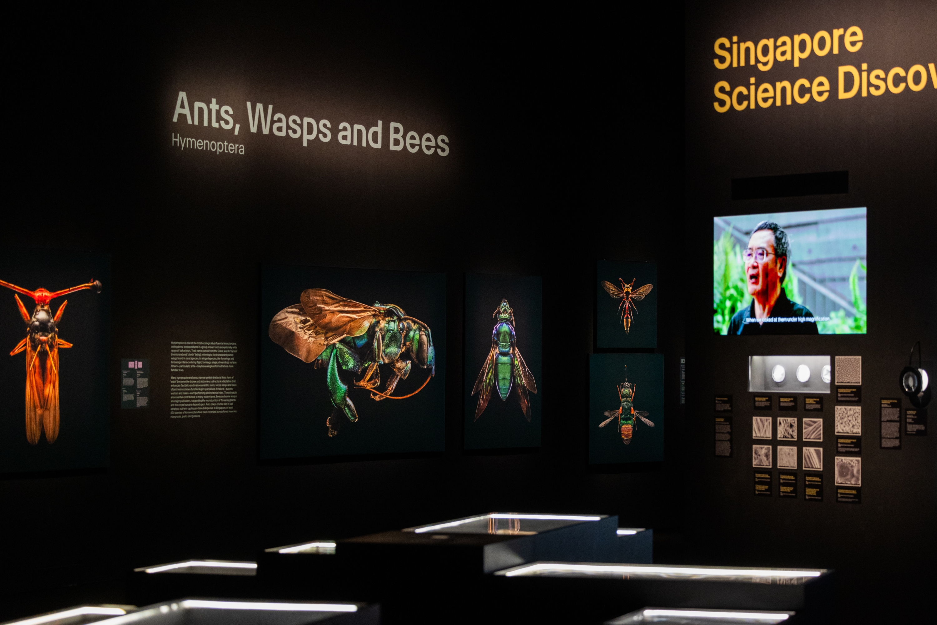 Gallery view of Insects