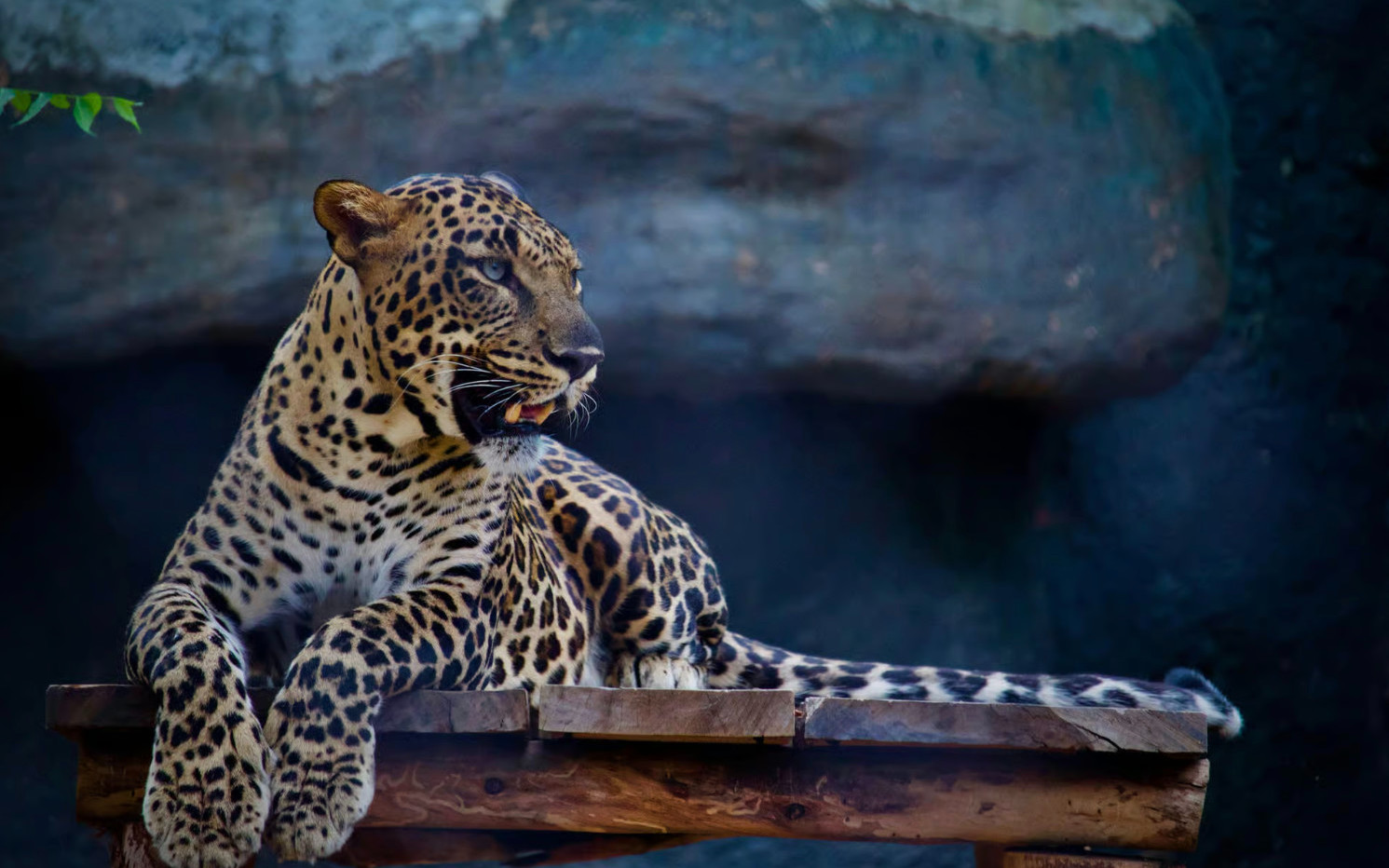 Jaipur: Jhalana Amagarh Leopard Reserve 4×4 Jeep Safari