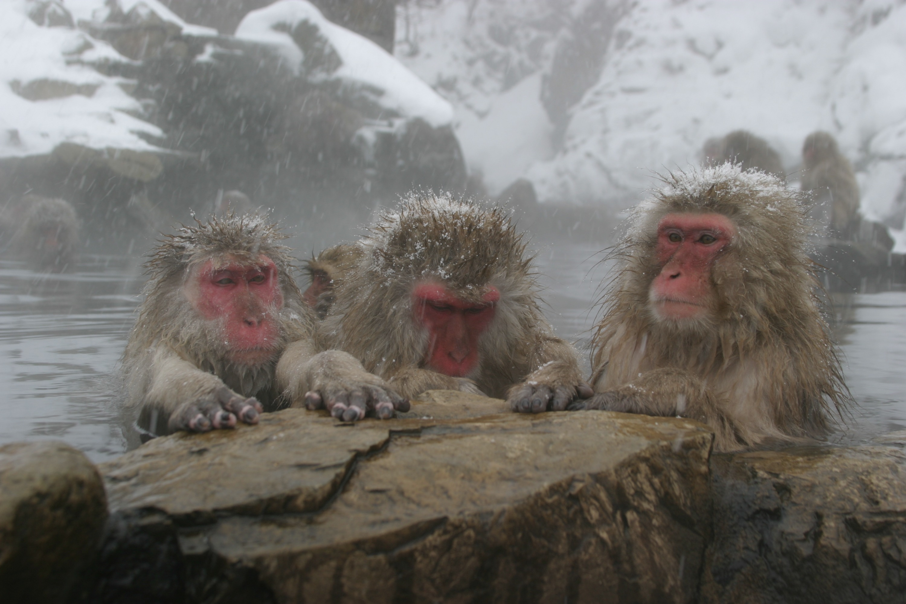 雪猴公園 & 味噌釀造廠之旅（長野 / 東京出發 & 乘坐巴士）