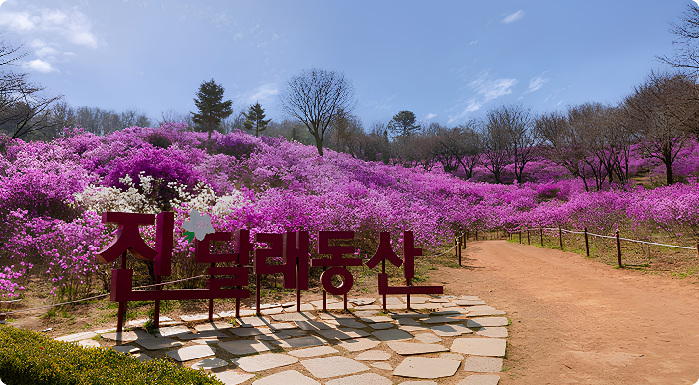 首爾出發：富川春花之旅——櫻花與杜鵑