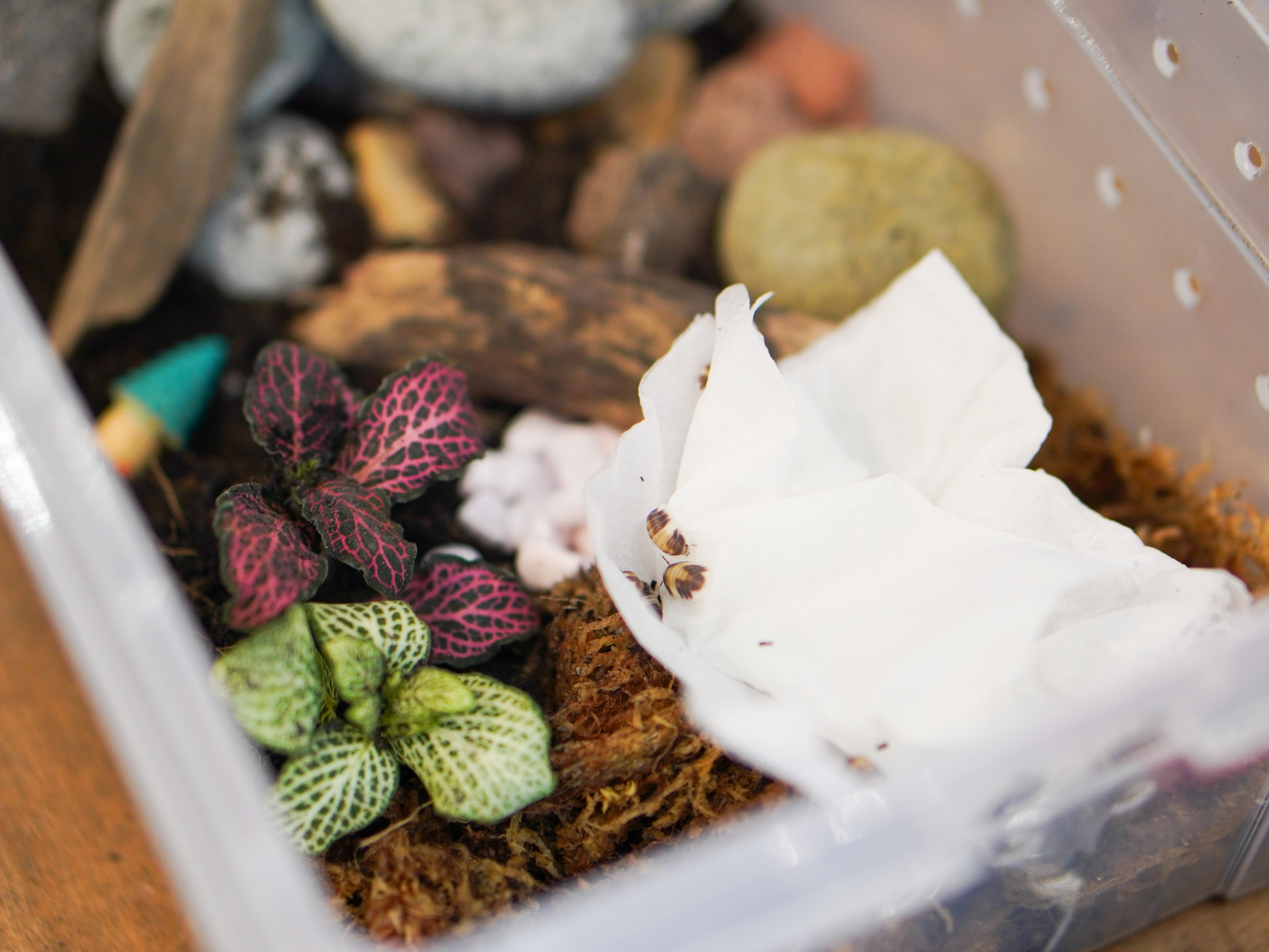 Isopod Habitat Workshop in Singapore