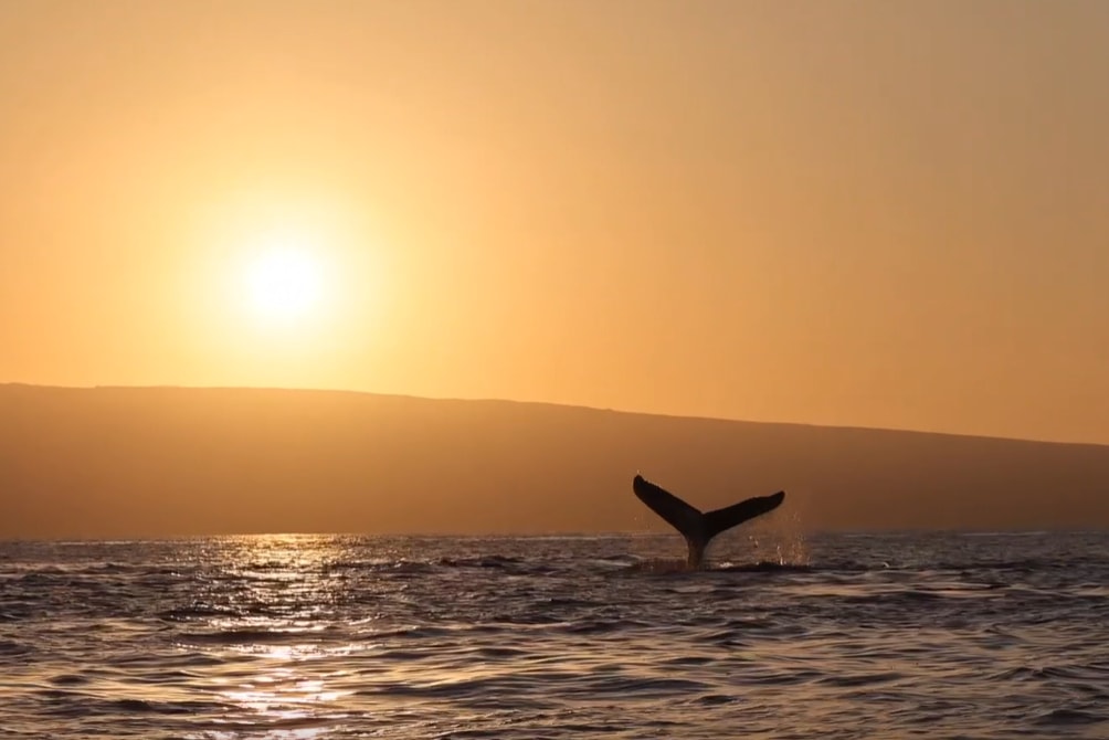 Set sail on our spacious catamaran, perfect for enjoying a picturesque Maui sunset and ocean views