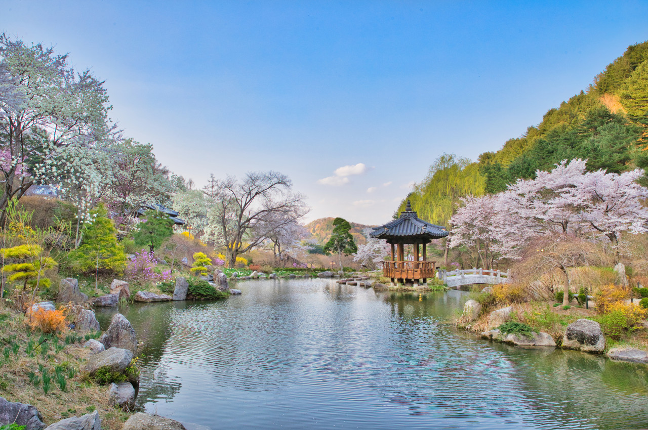 韓國秋海棠園 & 小法國村 & Jara島櫻花之旅