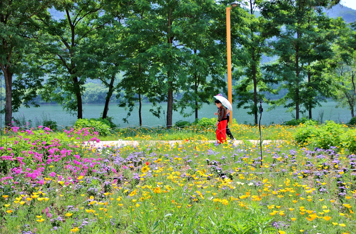 韓國秋海棠園 & 小法國村 & Jara島櫻花之旅