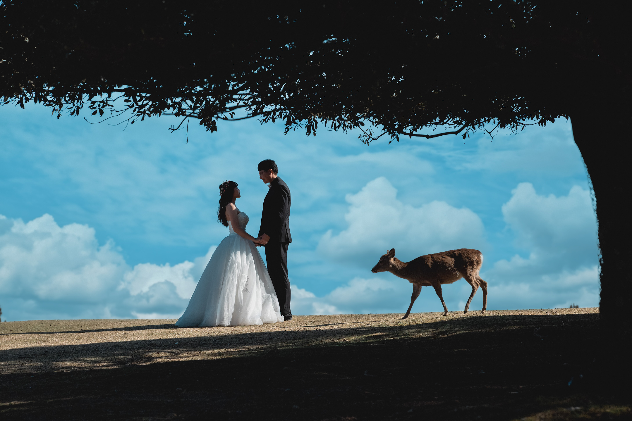 若草山 - 可以俯瞰奈良市全景的山丘,尤其是在日落時分,景色非常浪漫。 若草山 - 可以俯瞰奈良市全景的山丘,尤其是在日落時分,景色非常浪漫。