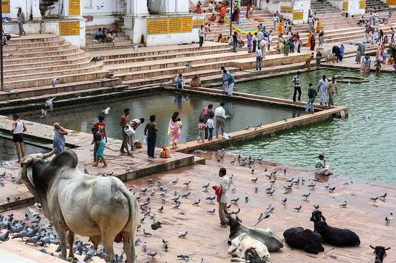 Explore Chittorgarh Fort and Pushkar With Jaipur Drop from Udaipur 