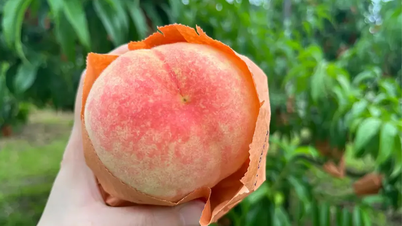 每年 7 月至 9 月是韓國水蜜桃最甜美的季節。盡情享受在果園中親手採摘柔軟多汁的水蜜桃，體驗夏日水果的真正魅力。