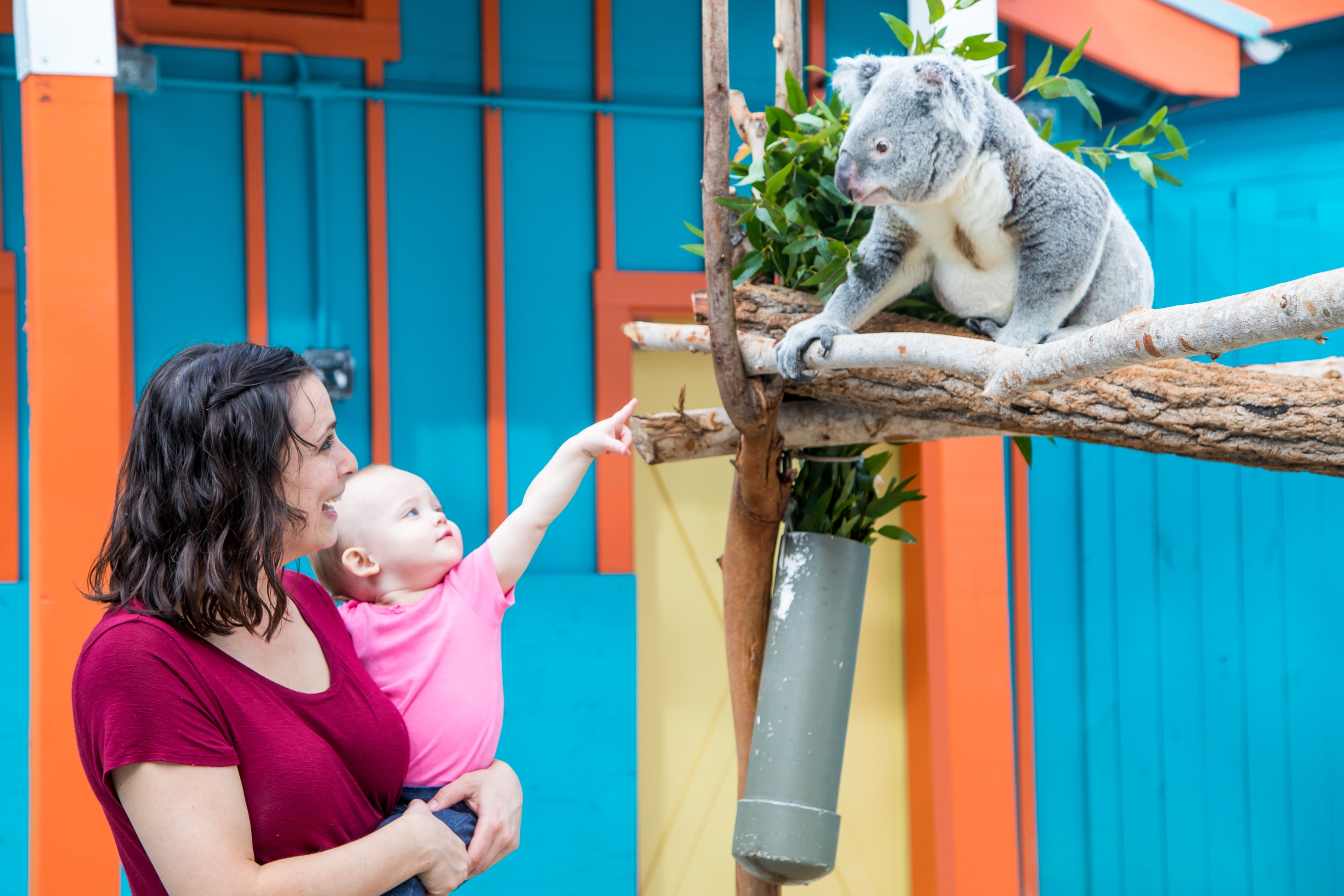 坦帕羅瑞動物園（ZooTampa）門票