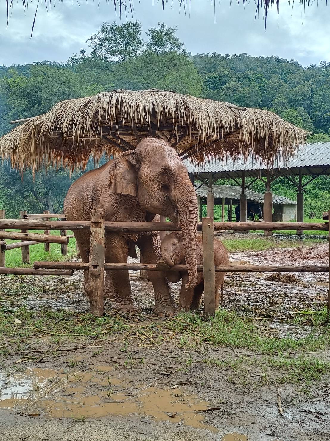 Elephant Jungle Journeys: Chiangmai's Best Budget Deals Await!