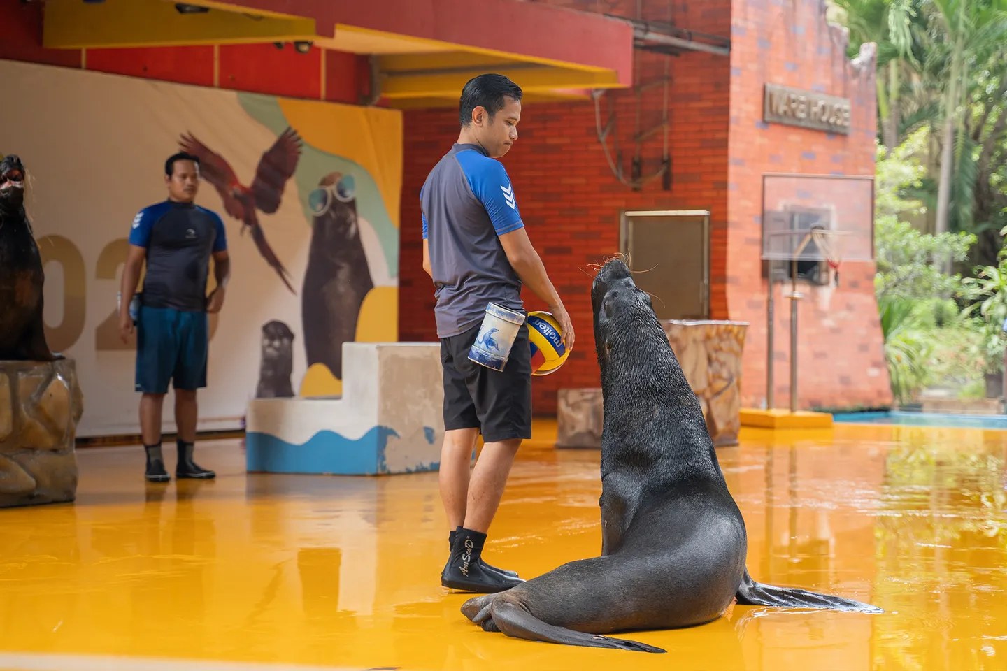海獅和馴獸師在舞臺上互動，寓教於樂