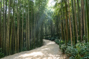 Gwangju to Damyang Juknokwon & Jeonju Hanok One Day Taxi Tour(~4pax)