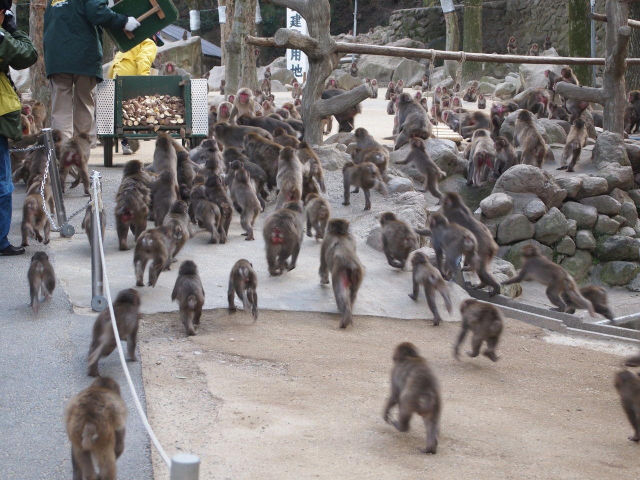 Takasakiyama Monkey Park