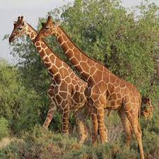 8 Days of Adventure: Kenya Safari with Scenic Train Ride to Diani